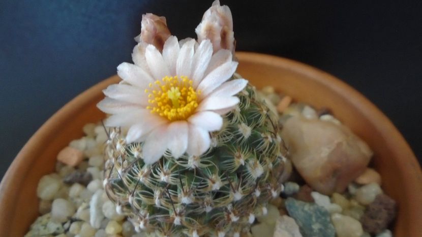 Pediocactus knowltonii - Cactusi 2021