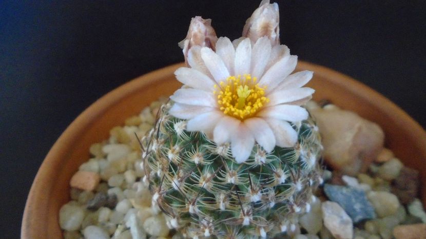 Pediocactus knowltonii - Cactusi 2021