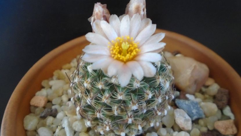 Pediocactus knowltonii - Cactusi 2021