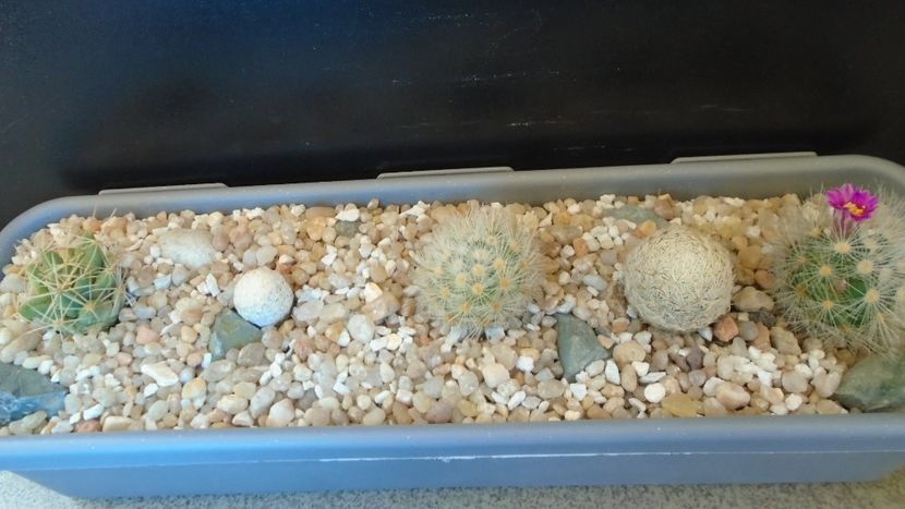 Grup de 5 Mammillaria - Cactusi 2021