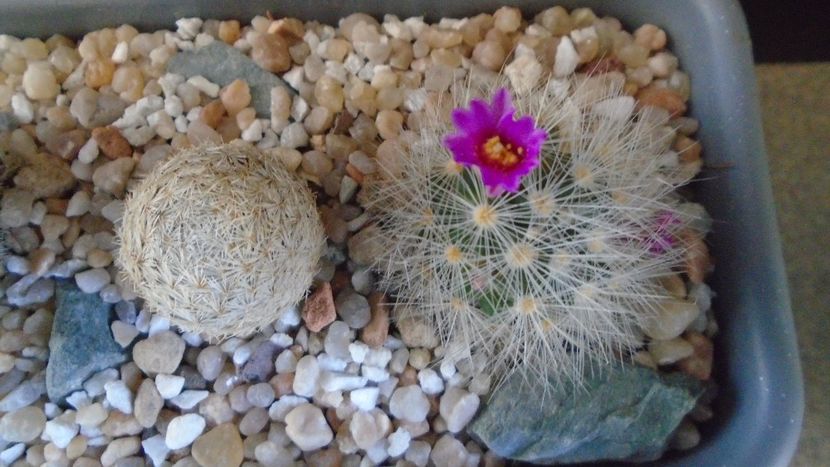 Mammillaria laui v. nova, LAU 1496 Novillo-Canon, Tamaulipas, Mx. - Cactusi 2021