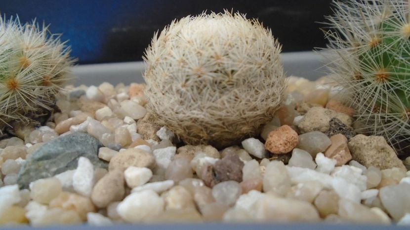 Mammillaria magallanii - Cactusi 2021