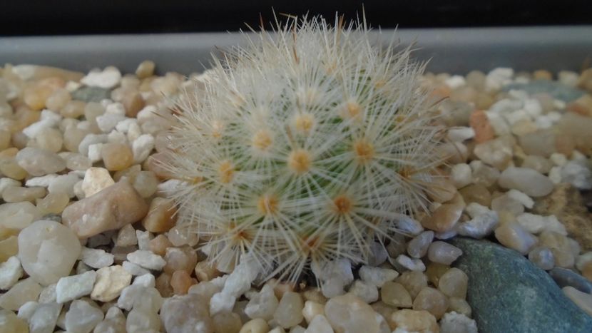 Mammillaria laui - Cactusi 2021