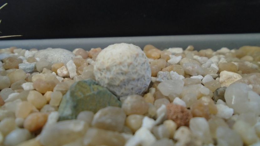 Mammillaria herrerae - Cactusi 2021