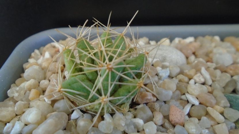 Dolichothele (Mammillaria) longimamma - Cactusi 2021