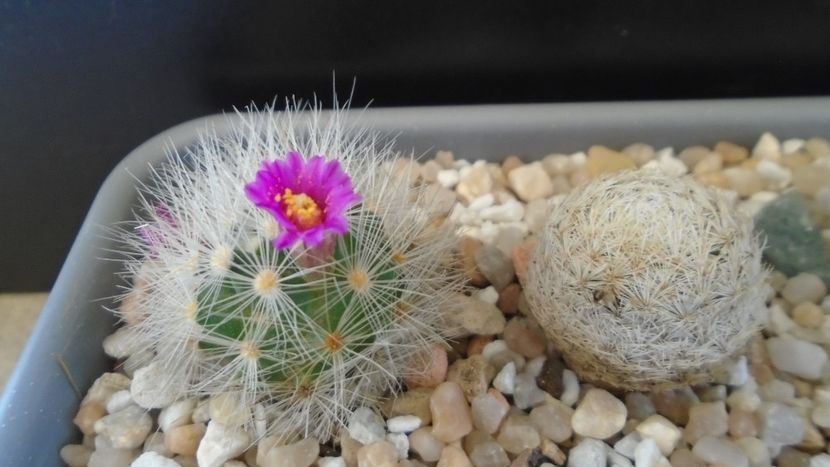 Mammillaria laui v. nova & Mammillaria magallanii - Cactusi 2021