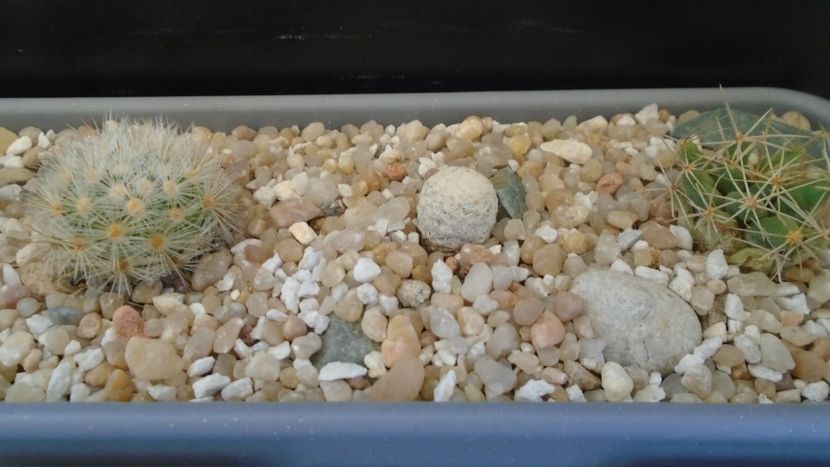 Mammillaria laui & Mammillaria herrerae & Dolichothele (Mammillaria) longimamma - Cactusi 2021