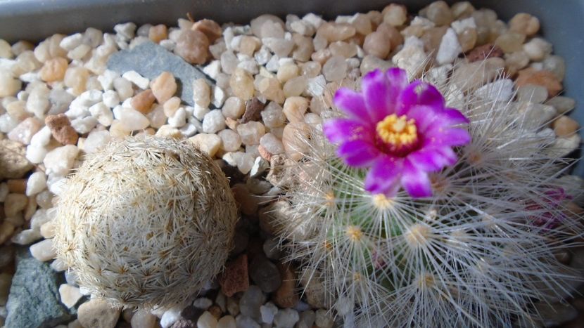 Mammillaria laui v. nova, LAU 1496 Novillo-Canon, Tamaulipas, Mx. - Cactusi 2021