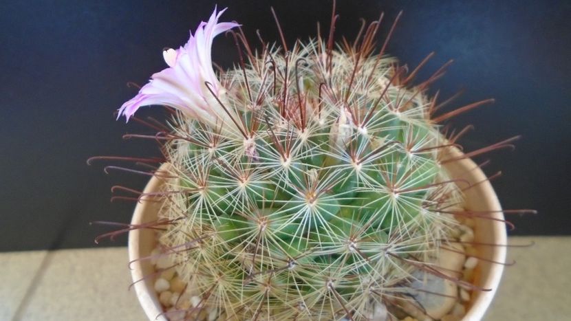 Mammillaria grahamii - Cactusi 2021