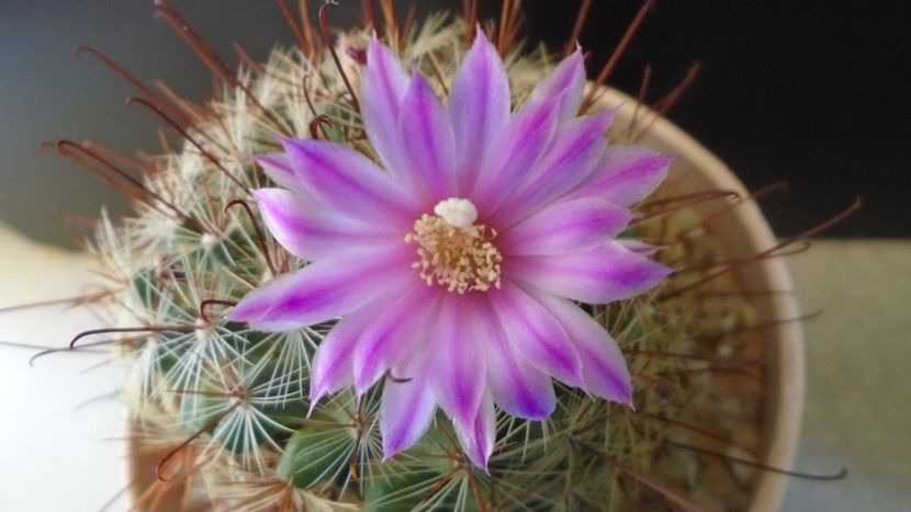 Mammillaria grahamii - Cactusi 2021