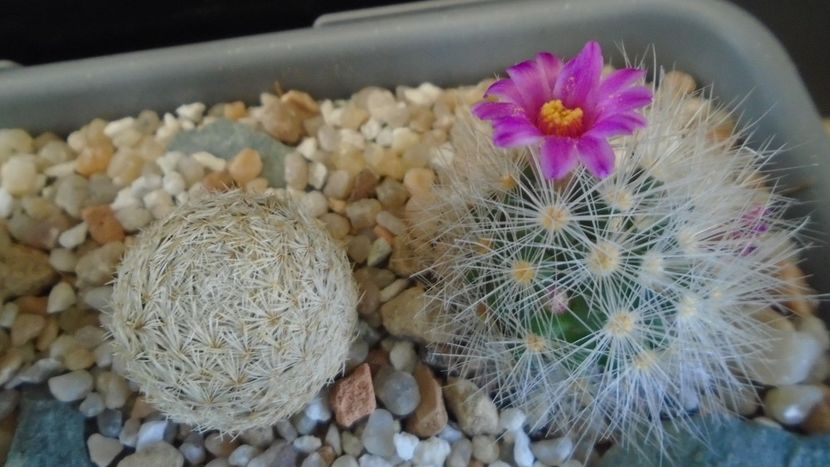Mammillaria laui v. nova, LAU 1496 Novillo-Canon, Tamaulipas, Mx. - Cactusi 2021