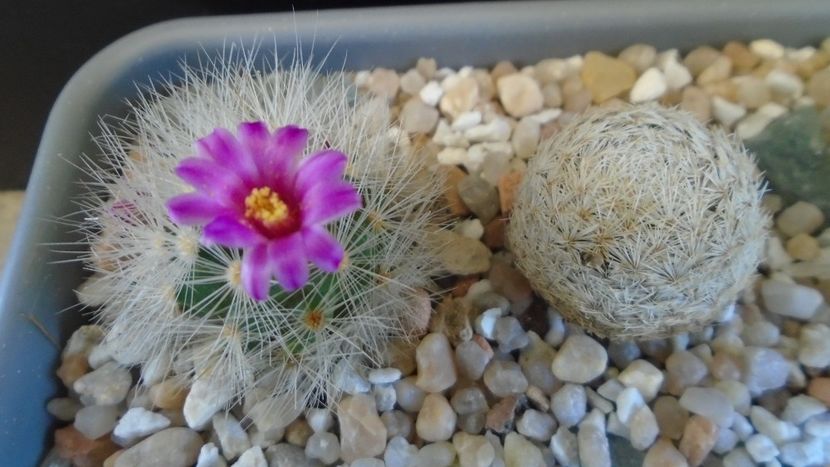 Mammillaria laui v. nova, LAU 1496 Novillo-Canon, Tamaulipas, Mx. - Cactusi 2021