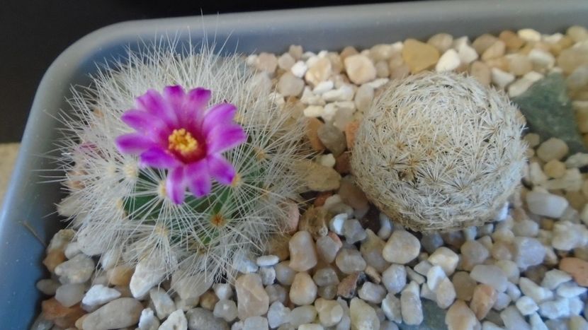 Mammillaria laui v. nova, LAU 1496 Novillo-Canon, Tamaulipas, Mx. - Cactusi 2021