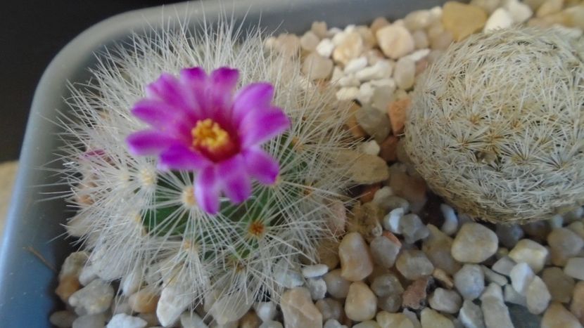 Mammillaria laui v. nova, LAU 1496 Novillo-Canon, Tamaulipas, Mx. - Cactusi 2021