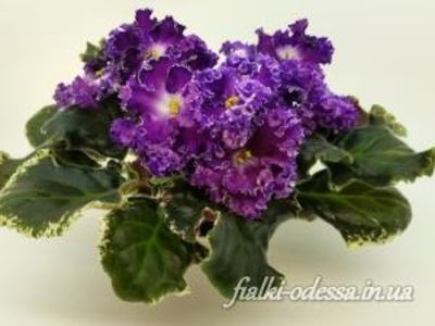 ND Kvazar - ND Kvazar