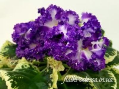 ND Kvazar sport - ND Kvazar