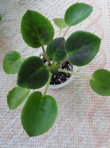 24 apr - VaT Novogodnyaya Noch