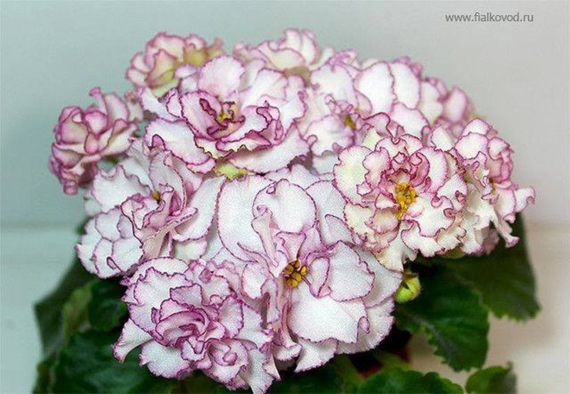 AV Natasha Rostova - AV Natasha Rostova