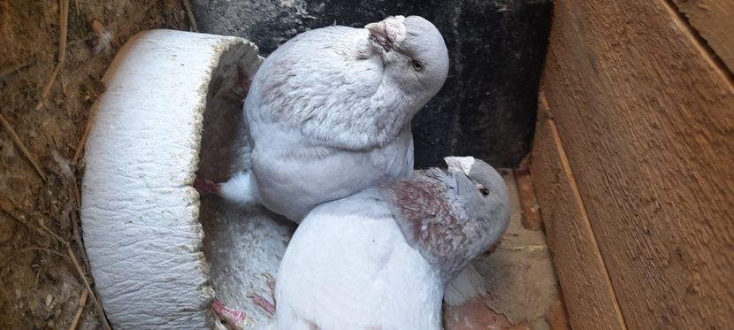  - Standard și vrdf 2021