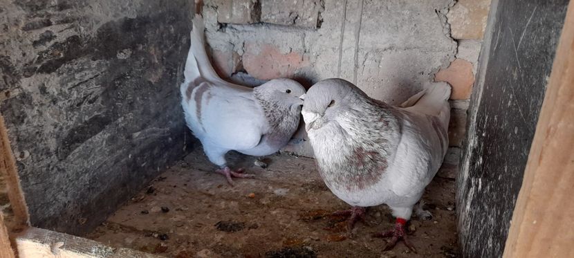  - Standard și vrdf 2021