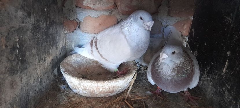  - Standard și vrdf 2021