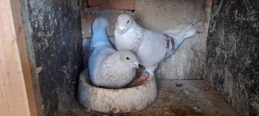  - Standard și vrdf 2021