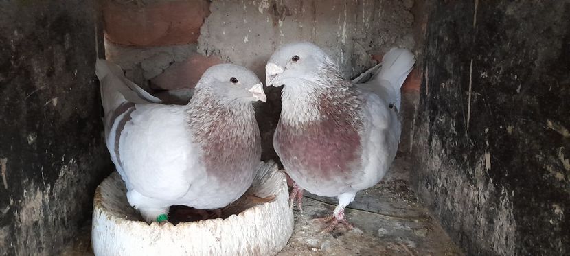  - Standard și vrdf 2021