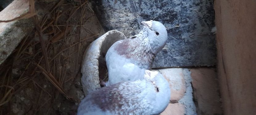  - Standard și vrdf 2021