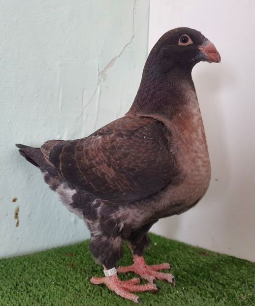 Seria 1 din cafenie - Pui 2021