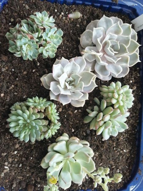  - ECHEVERIA