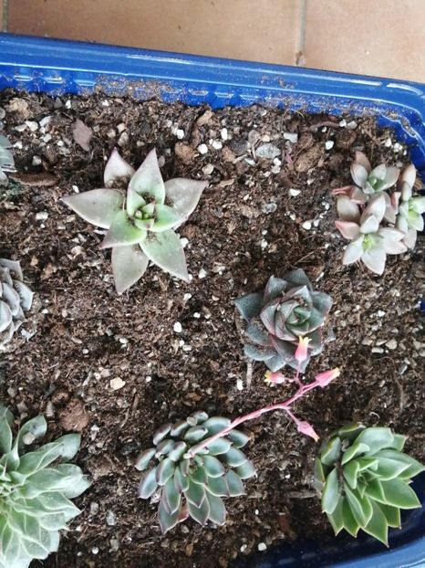 - ECHEVERIA