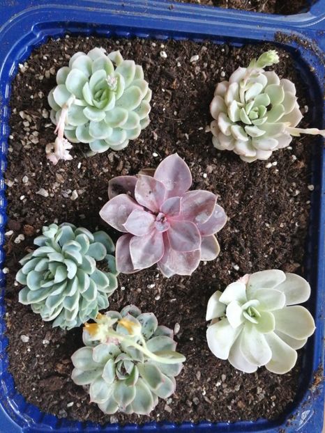  - ECHEVERIA