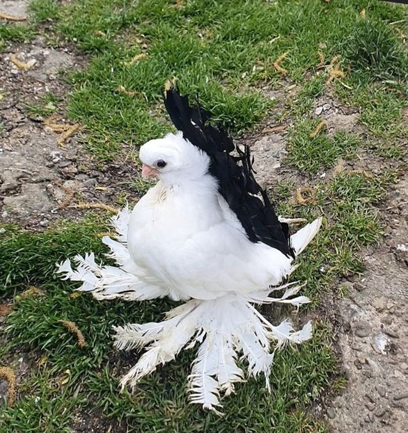 2021 - Omsk si Nordcaucazian 2021