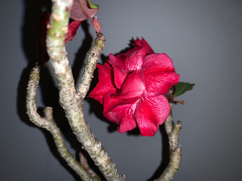  - Plante de interior 2021