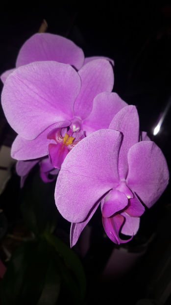  - Orhidee_3_monopodiale