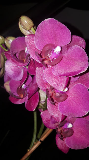  - Orhidee_3_monopodiale