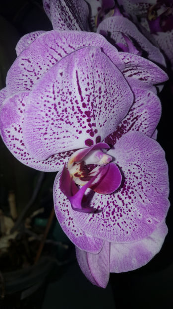  - Orhidee_3_monopodiale