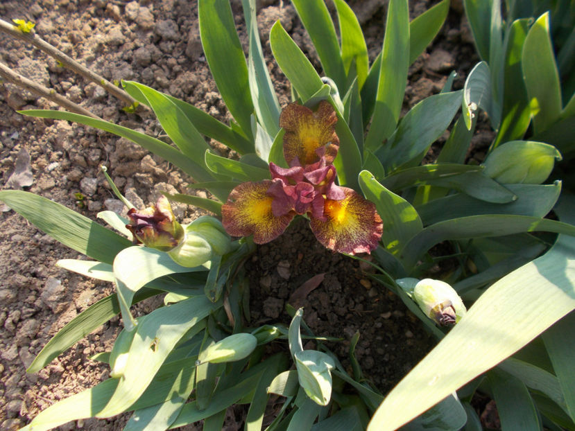 firestorm - IRISI PITICI DISPONIBILI-2021