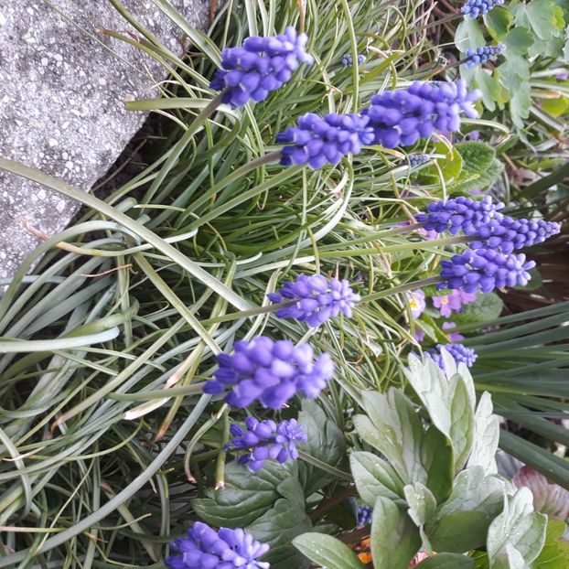  - Flori de grădină-2021