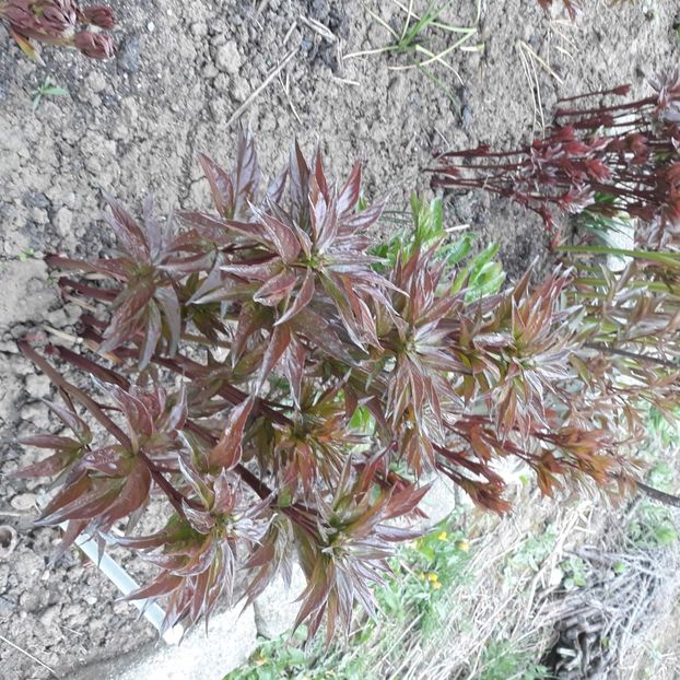  - Flori de grădină-2021