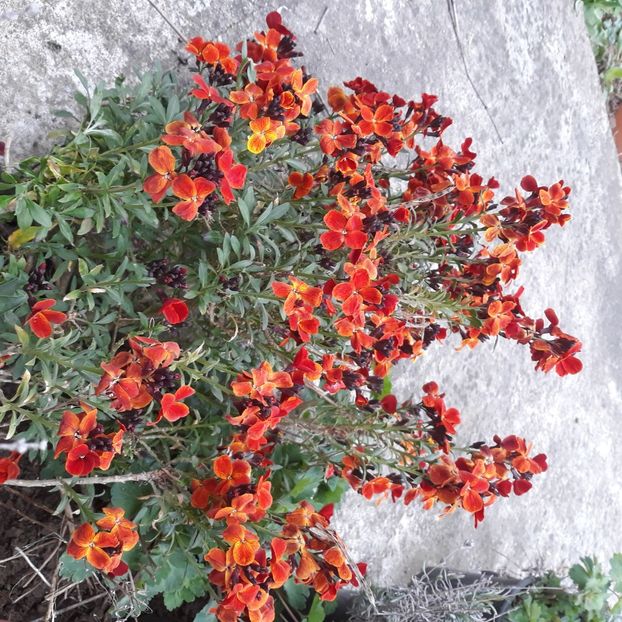  - Flori de grădină-2021