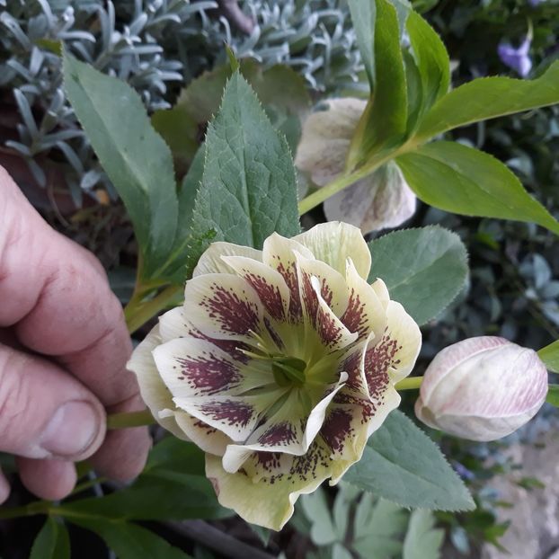  - Flori de grădină-2021