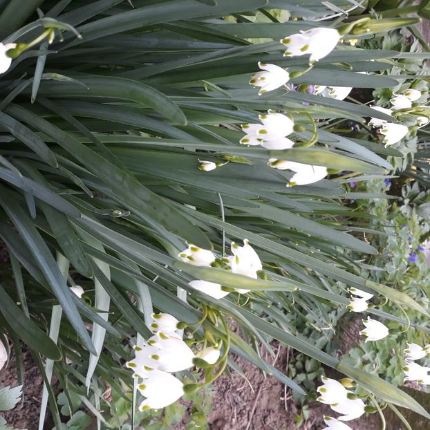  - Flori de grădină-2021