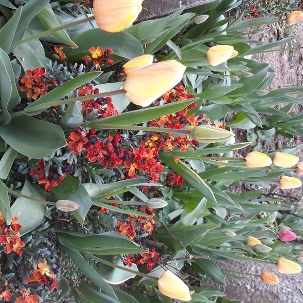  - Flori de grădină-2021