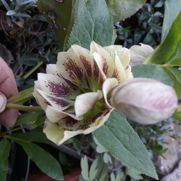  - Flori de grădină-2021