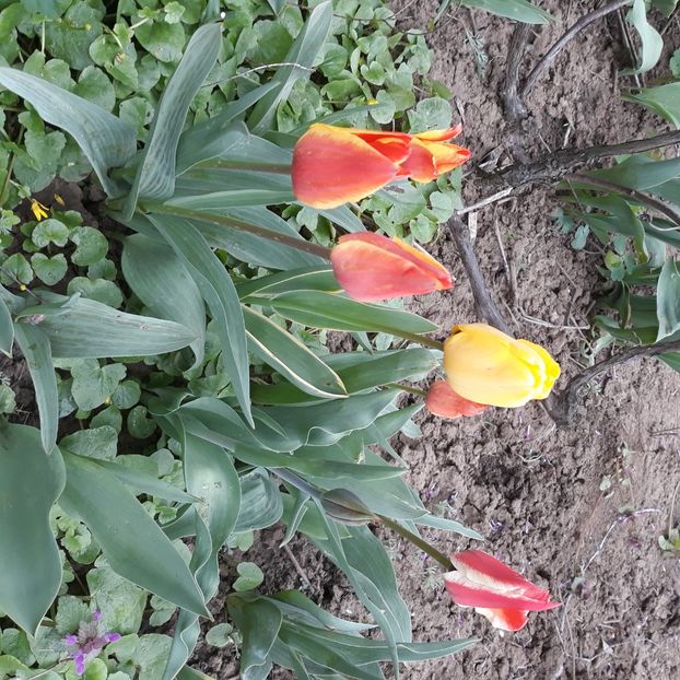  - Flori de grădină-2021