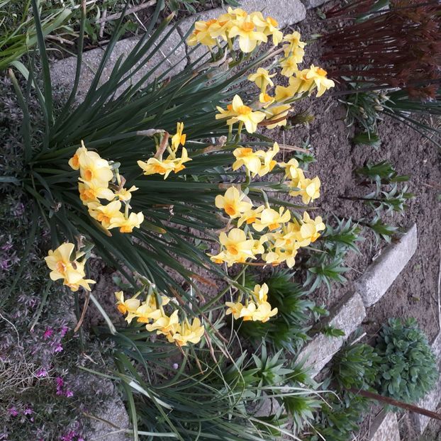  - Flori de grădină-2021