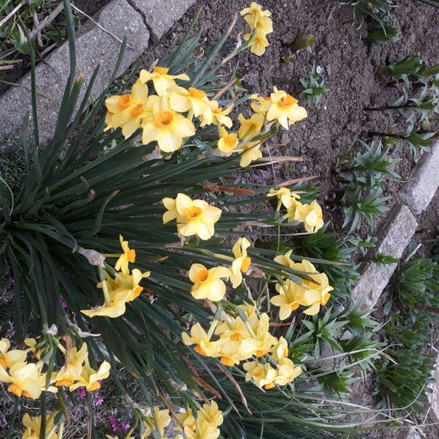  - Flori de grădină-2021