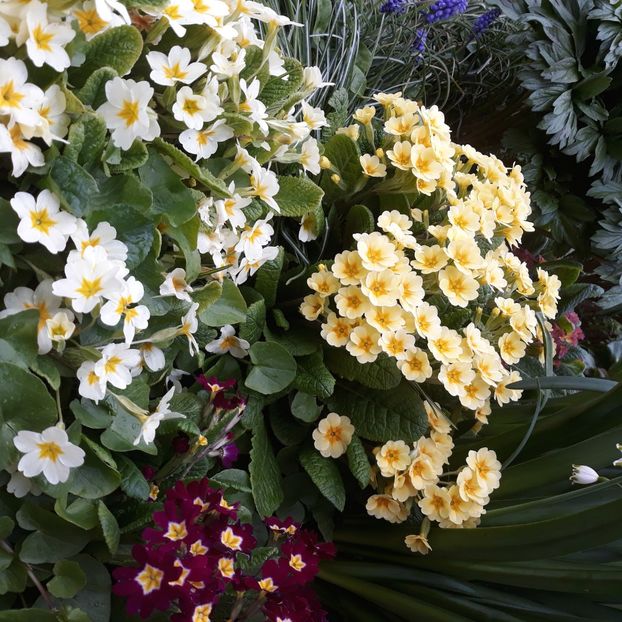  - Flori de grădină-2021