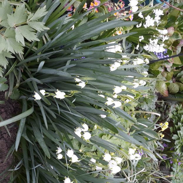  - Flori de grădină-2021